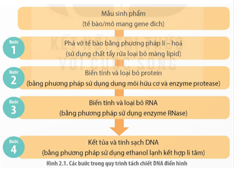 Giáo án Chuyên đề Sinh học 12 Kết nối tri thức Bài 2: Phương pháp tách chiết DNA
