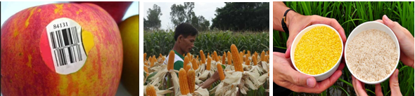 Giáo án Chuyên đề Sinh học 12 Kết nối tri thức Bài 4: Dự án: Tìm hiểu về các sản phẩm chuyển gene và thu thập các thông tin đánh giá về triển vọng của công nghệ gene trong tương lai