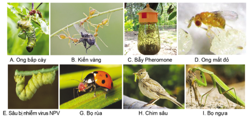 Giáo án Chuyên đề Sinh học 12 Kết nối tri thức Bài 5: Khái niệm, cơ sở khoa học và vai trò của kiểm soát sinh học