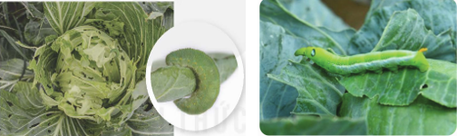 Giáo án Chuyên đề Sinh học 12 Kết nối tri thức Bài 5: Khái niệm, cơ sở khoa học và vai trò của kiểm soát sinh học