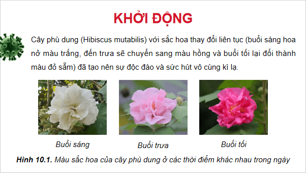 Giáo án điện tử Sinh 12 Chân trời sáng tạo Bài 10: Mối quan hệ giữa kiểu gene - kiểu hình - môi trường | PPT Sinh học 12