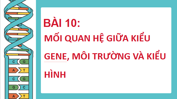 Giáo án điện tử Sinh 12 Cánh diều Bài 10: Mối quan hệ giữa kiểu gene, môi trường và kiểu hình | PPT Sinh học 12