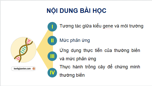 Giáo án điện tử Sinh 12 Cánh diều Bài 10: Mối quan hệ giữa kiểu gene, môi trường và kiểu hình | PPT Sinh học 12