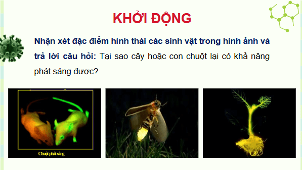 Giáo án điện tử Sinh 12 Cánh diều Bài 11: Hệ gene, công nghệ gene và ứng dụng | PPT Sinh học 12