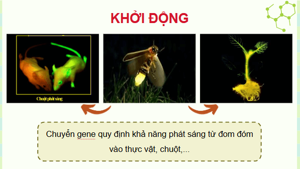 Giáo án điện tử Sinh 12 Cánh diều Bài 11: Hệ gene, công nghệ gene và ứng dụng | PPT Sinh học 12