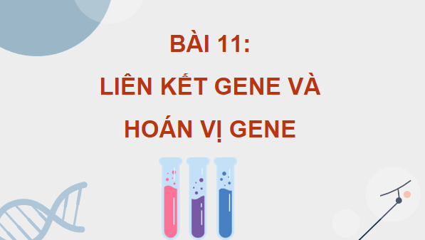 Giáo án điện tử Sinh 12 Kết nối tri thức Bài 11: Liên kết gene và hoán vị gene | PPT Sinh học 12