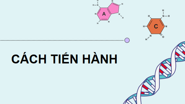 Giáo án điện tử Sinh 12 Chân trời sáng tạo Bài 11: Thực hành: Thí nghiệm về thường biển ở cây trồng | PPT Sinh học 12