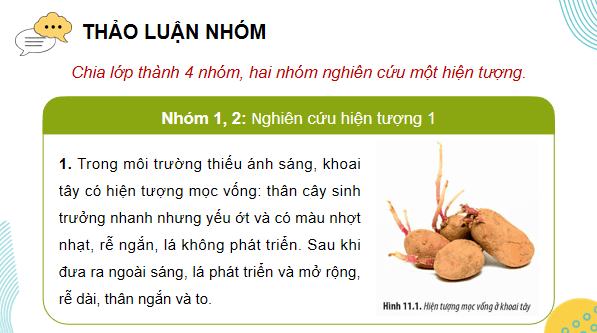 Giáo án điện tử Sinh 12 Chân trời sáng tạo Bài 11: Thực hành: Thí nghiệm về thường biển ở cây trồng | PPT Sinh học 12