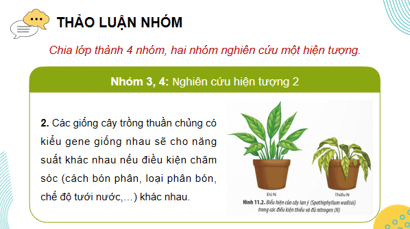 Giáo án điện tử Sinh 12 Chân trời sáng tạo Bài 11: Thực hành: Thí nghiệm về thường biển ở cây trồng | PPT Sinh học 12