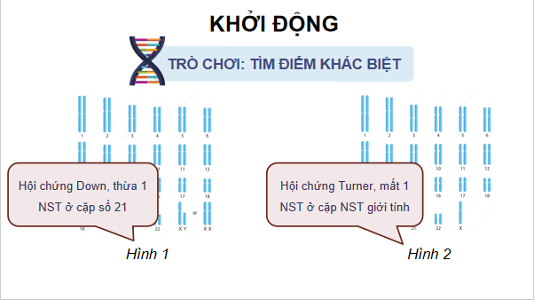 Giáo án điện tử Sinh 12 Kết nối tri thức Bài 12: Đột biến nhiễm sắc thể | PPT Sinh học 12