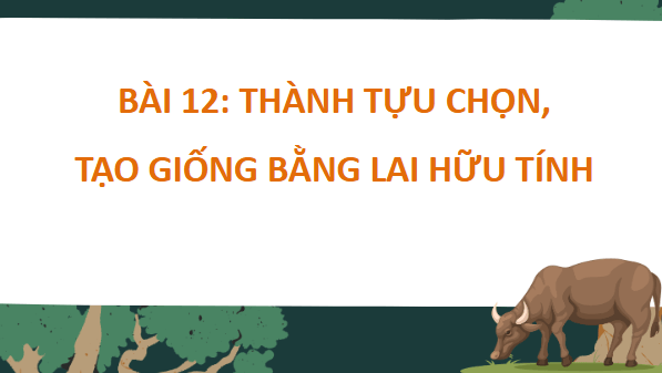 Giáo án điện tử Sinh 12 Cánh diều Bài 12: Thành tựu chọn, tạo giống bằng lai hữu tính | PPT Sinh học 12