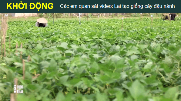 Giáo án điện tử Sinh 12 Chân trời sáng tạo Bài 12: Thành tựu chọn, tạo giống bằng phương pháp lai hữu tính | PPT Sinh học 12