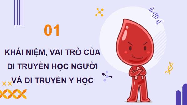 Giáo án điện tử Sinh 12 Kết nối tri thức Bài 13: Di truyền học người và di truyền y học | PPT Sinh học 12