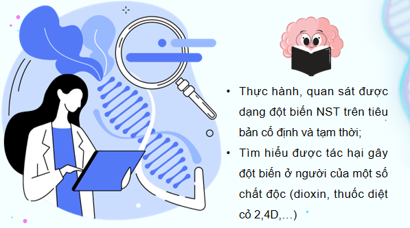 Giáo án điện tử Sinh 12 Kết nối tri thức Bài 14: Thực hành: Quan sát một số dạng đột biến nhiễm sắc thể | PPT Sinh học 12