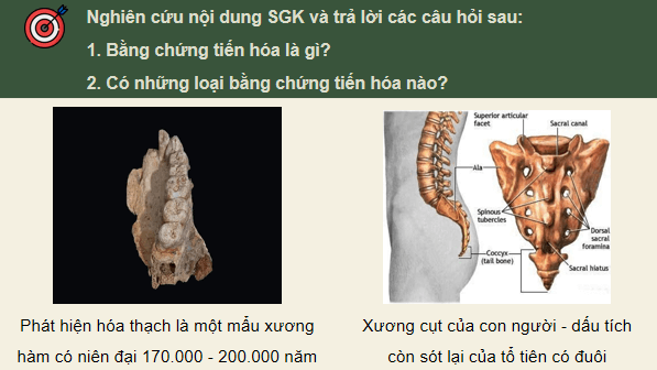 Giáo án điện tử Sinh 12 Chân trời sáng tạo Bài 15: Các bằng chứng tiến hoá | PPT Sinh học 12