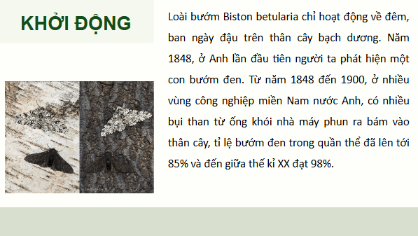 Giáo án điện tử Sinh 12 Cánh diều Bài 17: Thuyết tiến hóa tổng hợp hiện đại (Phần 1) | PPT Sinh học 12