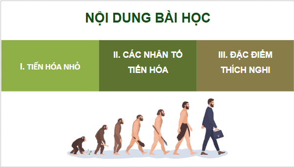 Giáo án điện tử Sinh 12 Cánh diều Bài 17: Thuyết tiến hóa tổng hợp hiện đại (Phần 1) | PPT Sinh học 12