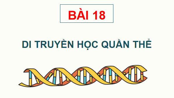 Giáo án điện tử Sinh 12 Kết nối tri thức Bài 18: Di truyền quần thể | PPT Sinh học 12