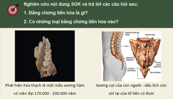 Giáo án điện tử Sinh 12 Kết nối tri thức Bài 19: Các bằng chứng tiến hoá | PPT Sinh học 12