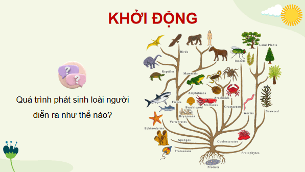 Giáo án điện tử Sinh 12 Cánh diều Bài 19: Sự phát sinh, phát triển sự sống trên Trái Đất và hình thành loài người | PPT Sinh học 12