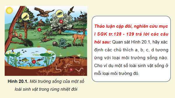 Giáo án điện tử Sinh 12 Chân trời sáng tạo Bài 20: Môi trường và các nhân tố sinh thái | PPT Sinh học 12