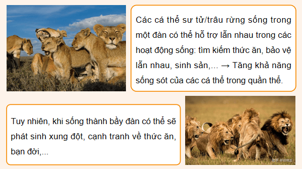 Giáo án điện tử Sinh 12 Chân trời sáng tạo Bài 21: Quần thể sinh vật | PPT Sinh học 12