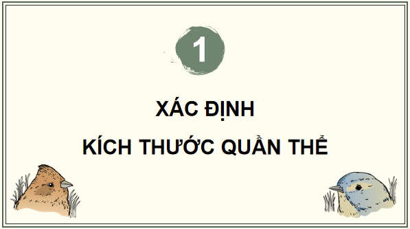 Giáo án điện tử Sinh 12 Chân trời sáng tạo Bài 22: Thực hành: Xác định một số đặc trưng cơ bản của quần thể sinh vật | PPT Sinh học 12