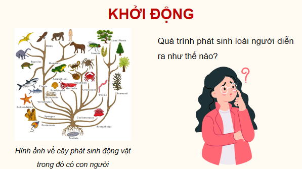 Giáo án điện tử Sinh 12 Kết nối tri thức Bài 22: Tiến hoá lớn và quá trình phát sinh chủng loại | PPT Sinh học 12