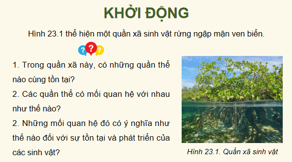 Giáo án điện tử Sinh 12 Chân trời sáng tạo Bài 23: Quần xã sinh vật | PPT Sinh học 12
