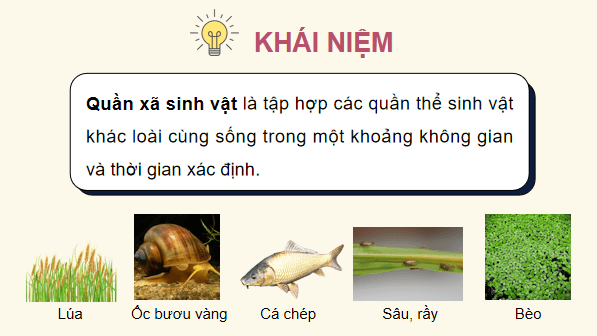Giáo án điện tử Sinh 12 Chân trời sáng tạo Bài 23: Quần xã sinh vật | PPT Sinh học 12