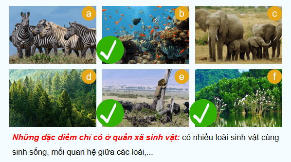 Giáo án điện tử Sinh 12 Chân trời sáng tạo Bài 24: Thực hành: Tìm hiểu một số đặc trưng cơ bản của quần xã sinh vật trong tự nhiên | PPT Sinh học 12