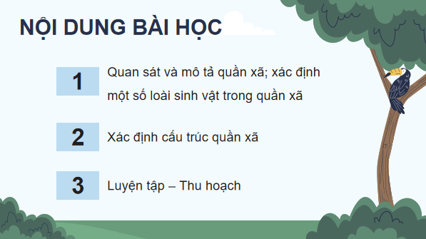 Giáo án điện tử Sinh 12 Chân trời sáng tạo Bài 24: Thực hành: Tìm hiểu một số đặc trưng cơ bản của quần xã sinh vật trong tự nhiên | PPT Sinh học 12