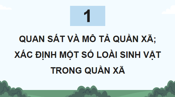 Giáo án điện tử Sinh 12 Chân trời sáng tạo Bài 24: Thực hành: Tìm hiểu một số đặc trưng cơ bản của quần xã sinh vật trong tự nhiên | PPT Sinh học 12
