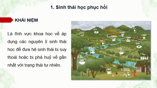 Giáo án điện tử Sinh 12 Cánh diều Bài 25: Sinh thái học phục hồi, bảo tồn | PPT Sinh học 12