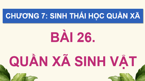 Giáo án điện tử Sinh 12 Kết nối tri thức Bài 26: Quần xã sinh vật | PPT Sinh học 12