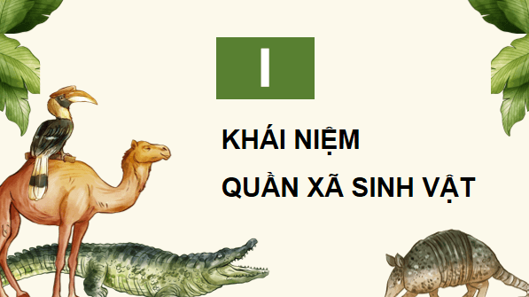 Giáo án điện tử Sinh 12 Kết nối tri thức Bài 26: Quần xã sinh vật | PPT Sinh học 12