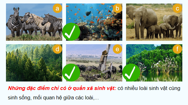 Giáo án điện tử Sinh 12 Kết nối tri thức Bài 27: Thực hành: Tìm hiểu cấu trúc dinh dưỡng của quần xã trong tự nhiên | PPT Sinh học 12