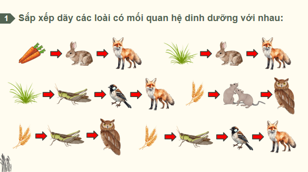 Giáo án điện tử Sinh 12 Kết nối tri thức Bài 29: Trao đổi vật chất và chuyển hoá năng lượng trong hệ sinh thái | PPT Sinh học 12