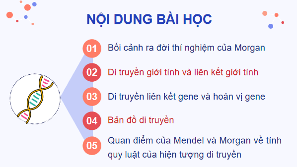 Giáo án điện tử Sinh 12 Chân trời sáng tạo Bài 8: Các quy luật di truyền của Morgan và di truyền giới tính | PPT Sinh học 12