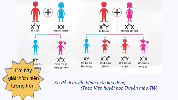Giáo án điện tử Sinh 12 Cánh diều Bài 8: Di truyền liên kết giới tính, liên kết gene và hoán vị gene | PPT Sinh học 12