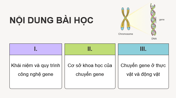 Giáo án điện tử Chuyên đề Sinh 12 Kết nối tri thức Bài 3: Công nghệ gene | PPT Chuyên đề Sinh học 12