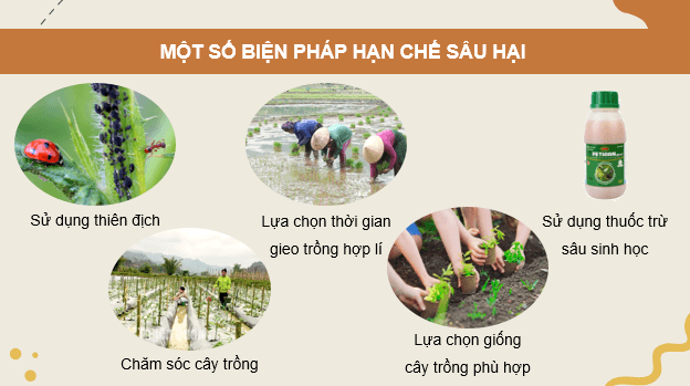 Giáo án điện tử Chuyên đề Sinh 12 Kết nối tri thức Bài 5: Khái niệm, cơ sở khoa học và vai trò của kiểm soát sinh học | PPT Chuyên đề Sinh học 12