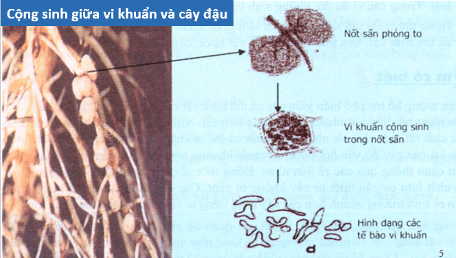 Giáo án điện tử Chuyên đề Sinh 12 Chân trời sáng tạo Bài 6: Cơ sở khoa học và các biện pháp kiểm soát sinh học | PPT Chuyên đề Sinh học 12