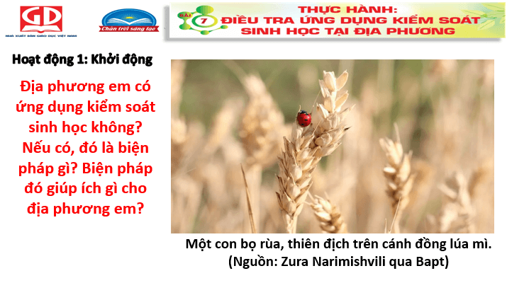 Giáo án điện tử Chuyên đề Sinh 12 Chân trời sáng tạo Bài 7: Thực hành: Điều tra ứng dụng kiểm soát sinh học tại địa phương | PPT Chuyên đề Sinh học 12