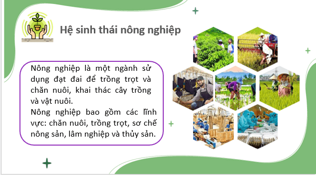 Giáo án điện tử Chuyên đề Sinh 12 Chân trời sáng tạo Bài 9: Giá trị sinh thái nhân văn trong một số lĩnh vực | PPT Chuyên đề Sinh học 12