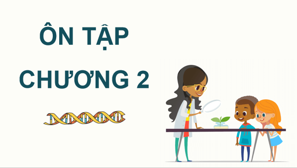 Giáo án điện tử Sinh 12 Chân trời sáng tạo Ôn tập Chương 2 | PPT Sinh học 12