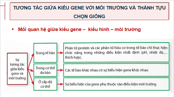Giáo án điện tử Sinh 12 Chân trời sáng tạo Ôn tập Chương 2 | PPT Sinh học 12