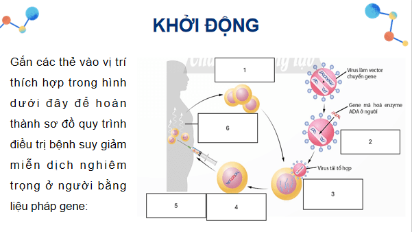 Giáo án điện tử Sinh 12 Chân trời sáng tạo Ôn tập Chương 3 | PPT Sinh học 12