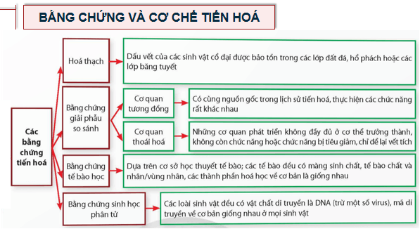 Giáo án điện tử Sinh 12 Chân trời sáng tạo Ôn tập Chương 4 | PPT Sinh học 12