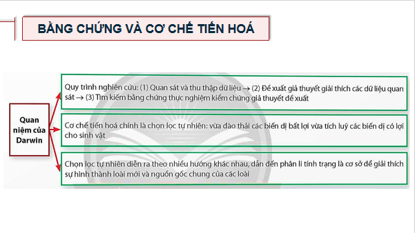 Giáo án điện tử Sinh 12 Chân trời sáng tạo Ôn tập Chương 4 | PPT Sinh học 12